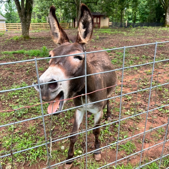 Meet your Posher, Oldschoolauctioneer - Picture 1 of 2